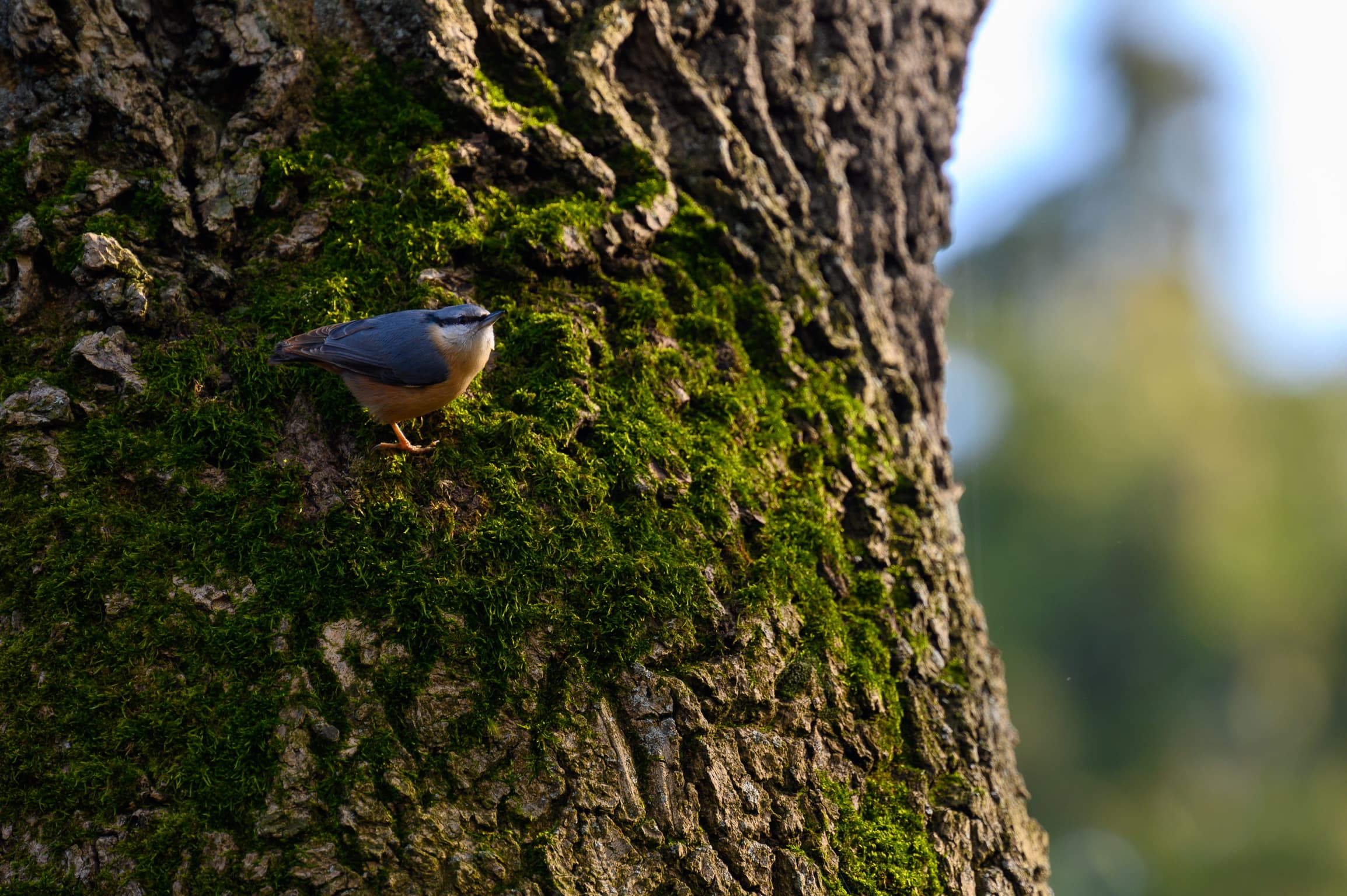 Natur und Wald am Warteberg
